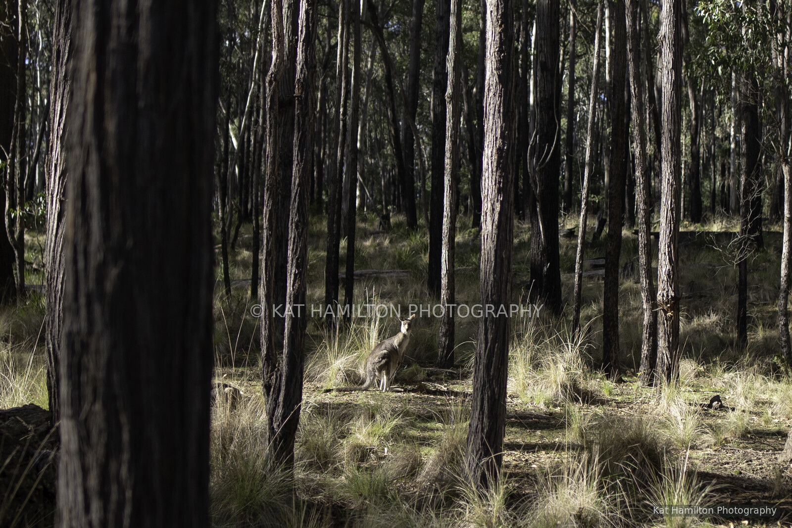 A kangaroo standing among tall eucalyptus trees and sunlit grass in the bush.