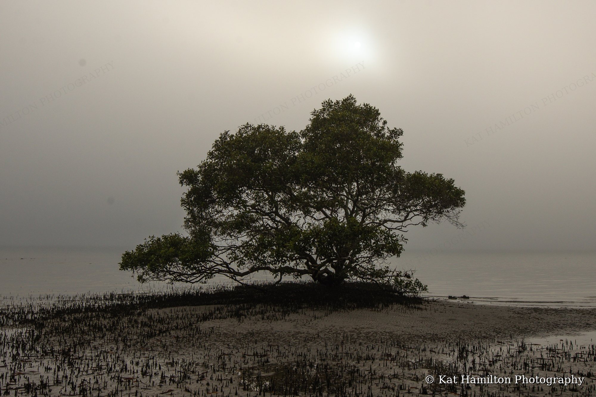 A lone mangrove tree on a tidal flat, with a pale sun glowing through thick fog.