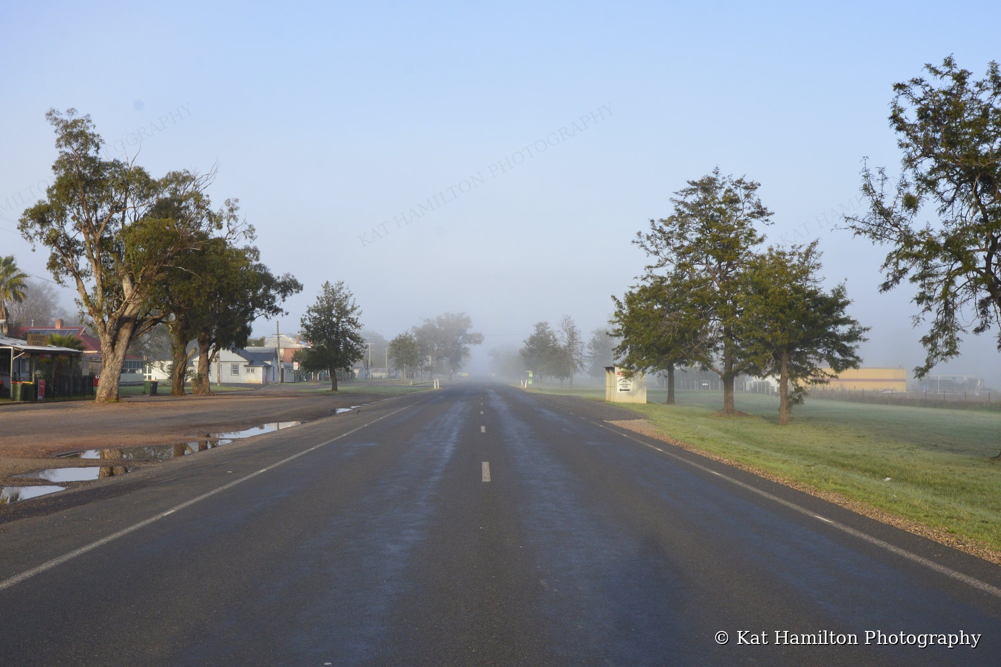 An empty country street in soft morning mist, with trees lining both sides of the road.